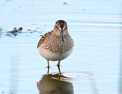 SANDPIPER, PECTORAL (10-11-06)-3