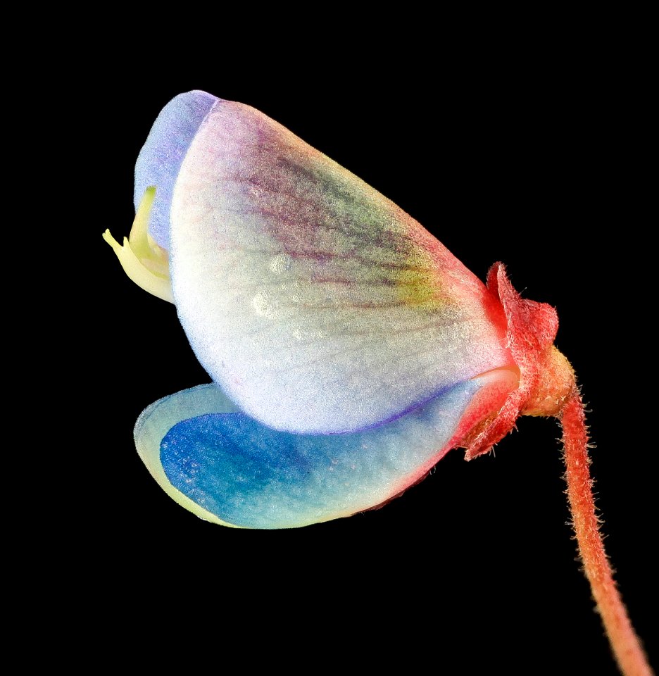 ticktrefoil flower with dew 1, MD, PG County 2013-08-20-12.32.41 ZS PMax