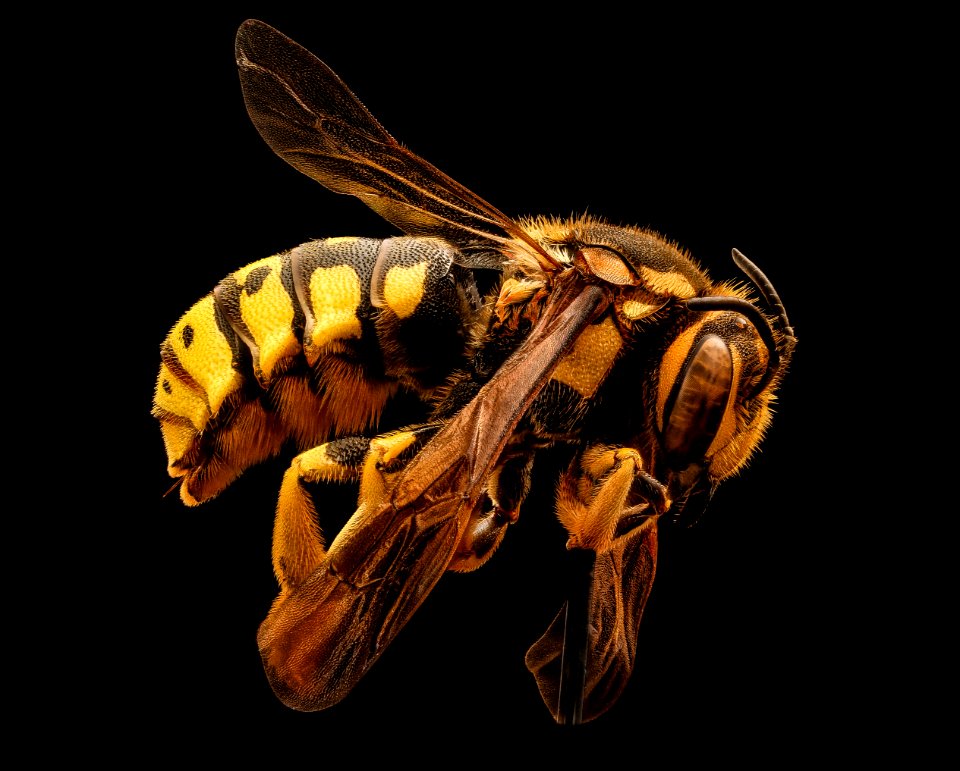 Dianthidium singulare, f, left side, Mariposa, CA 2017-08-24-02.20