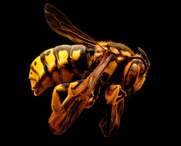 Dianthidium singulare, f, left side, Mariposa, CA 2017-08-24-02.20