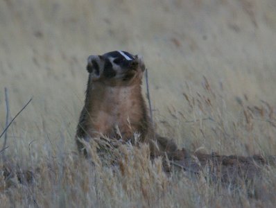 BADGER (6-21-06)-2