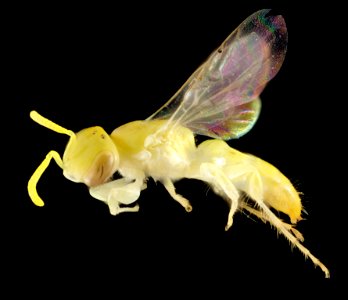 Brachyhesma sulphurella, australia, side 2014-11-22-13.26.27 ZS PMax