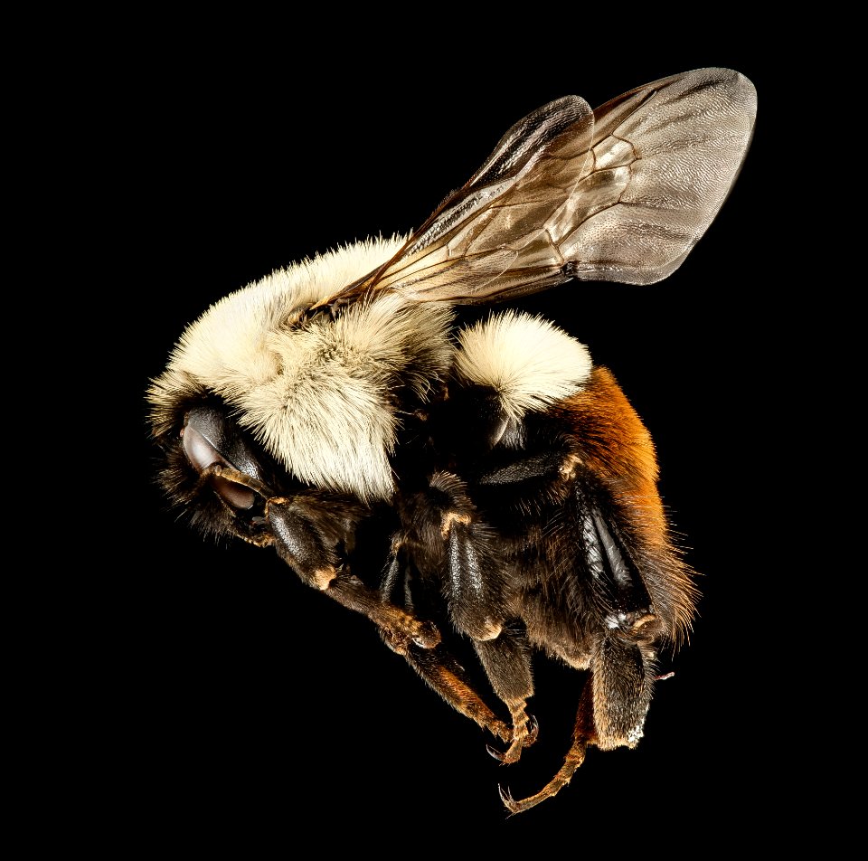 Bombus impatiens, red freak, F, Side, Maryland, Frederick County 2014-12-05-14.05.43 ZS PMax