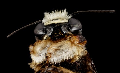 Megachile xylocopoides, m, bottom, md, kent county 2014-07-22-09.10.31 ZS PMax