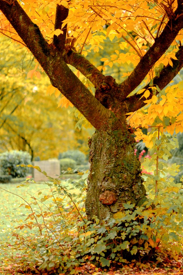 autumn coming