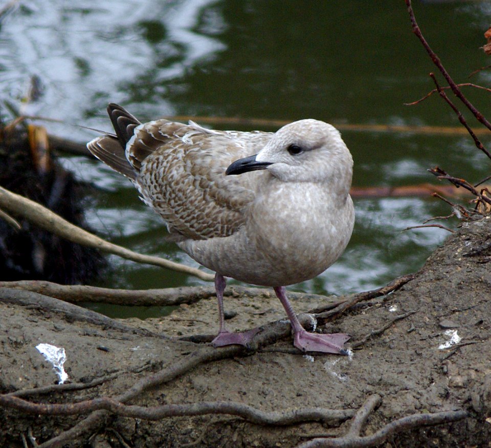 GULL, THAYER'S (1-4-07) 1st winter-2