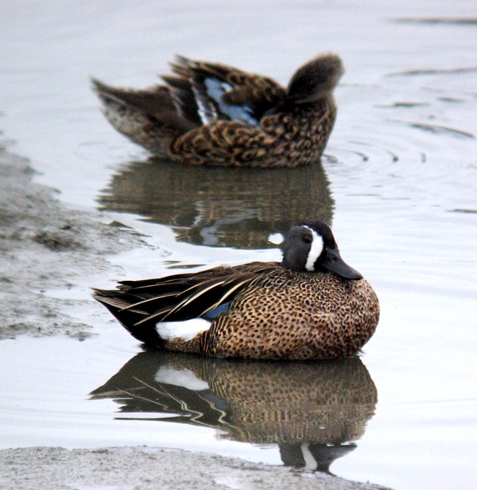 TEAL, BLUE-WINGED (3-24-07) morro bay estuary, slo co, ca