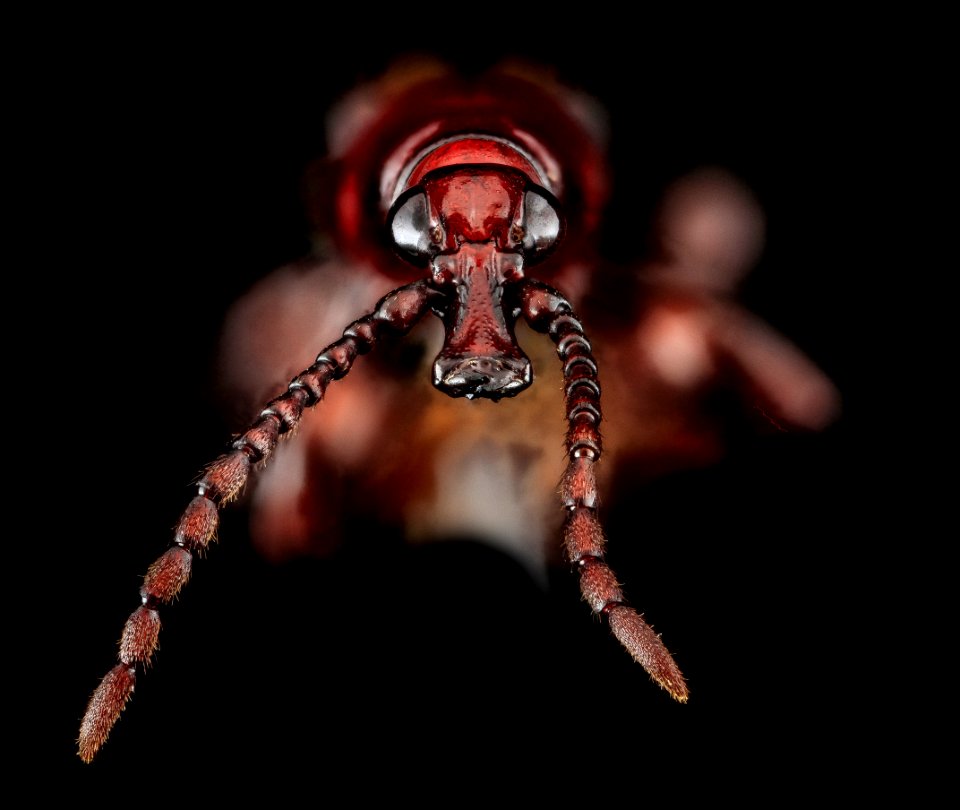 Arrhenodes minutus , U, Head, Upper Marlboro, MD 2013-07-05-15.07.46 ZS PMax