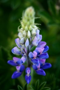 Lupine photo