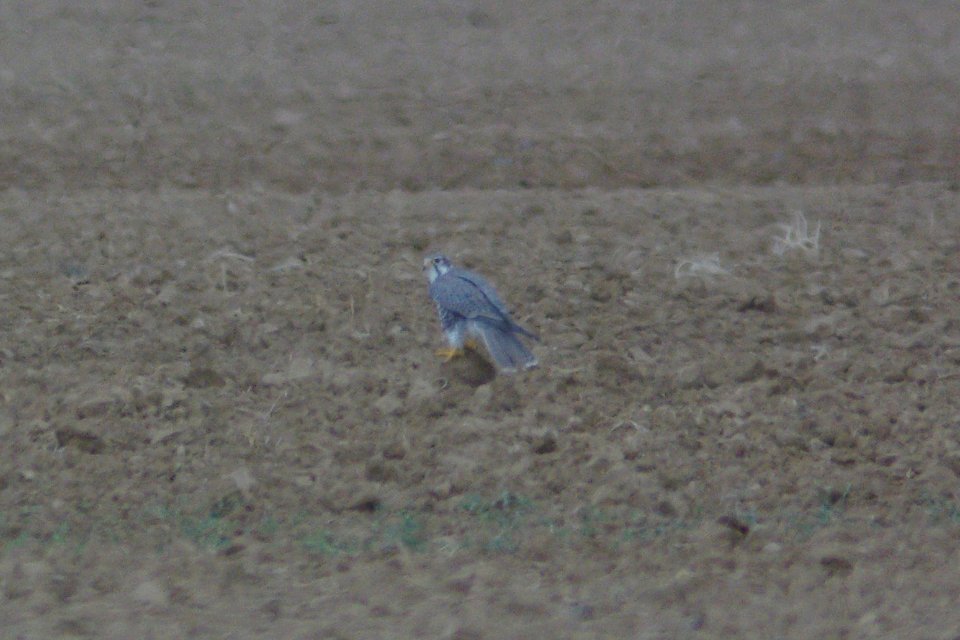 probable LANNER (falco biarmicus), branch mt rd, california valley, slo co, ca -2