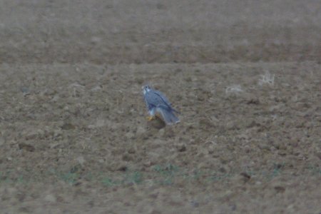 probable LANNER (falco biarmicus), branch mt rd, california valley, slo co, ca -2