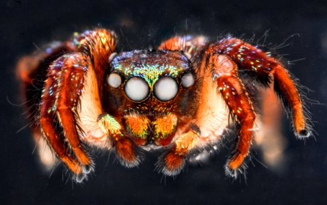 Cuvette spider, U, face 2012-12-12-14.30.23 ZS PMax photo