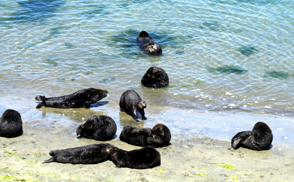 Sea otters at Moss Landing