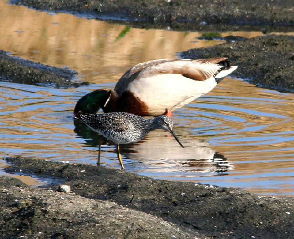 YELLOWLEGS. LESSER (4-25-07)-1