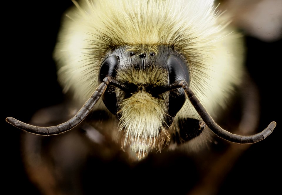 Bombus vagans, M, Face, NY, Franklin 2014-07-10-11.03