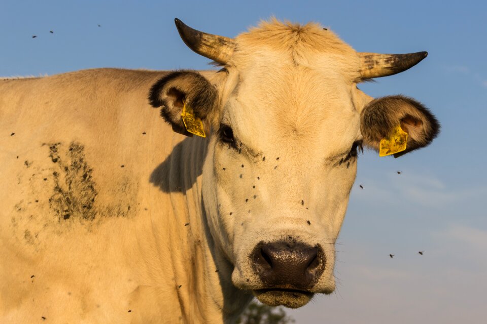 Agriculture animals livestock