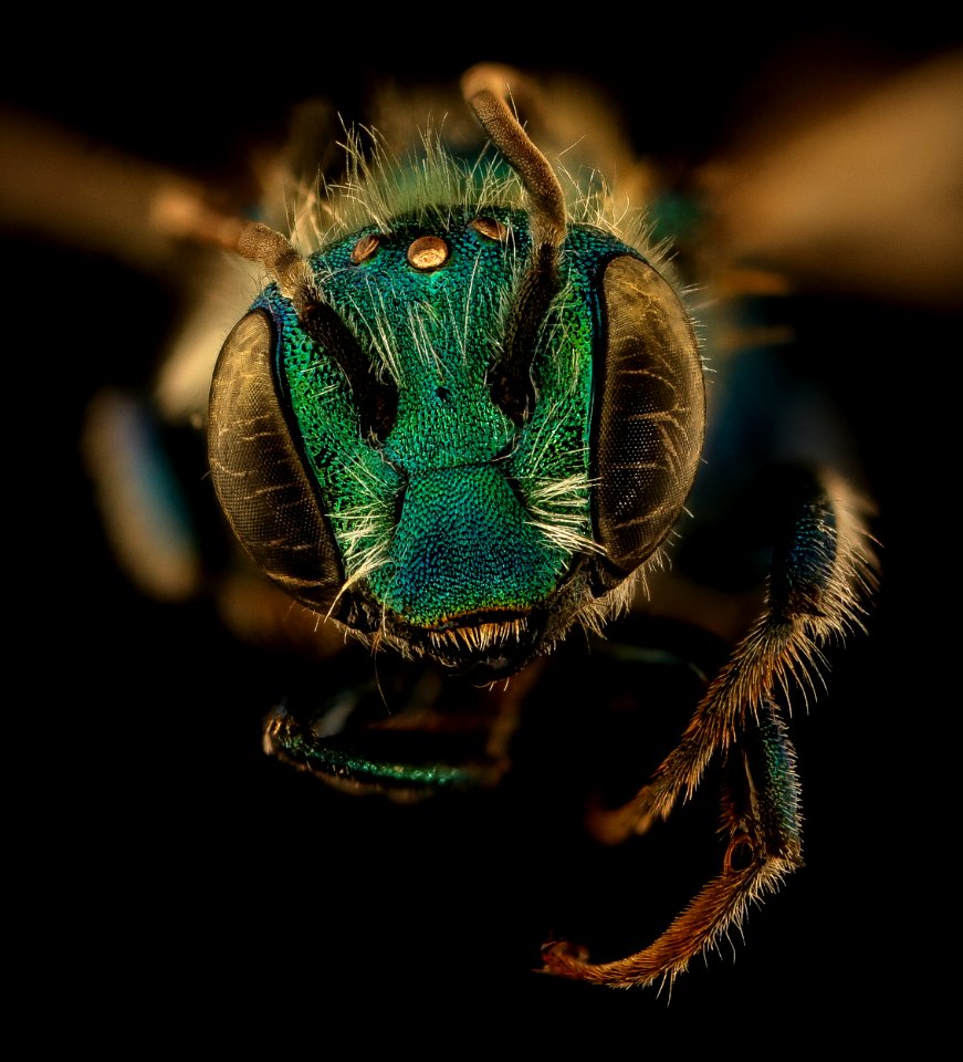 Osmia illinoensis, m, face, Rockingham Co, VA 2019-03-21-21.40.41 ZS PMax UDR