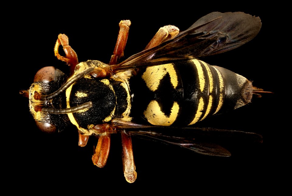 Triepeolus lunatus, f, back, Charleston Co., SC 2016-09-08-18.14