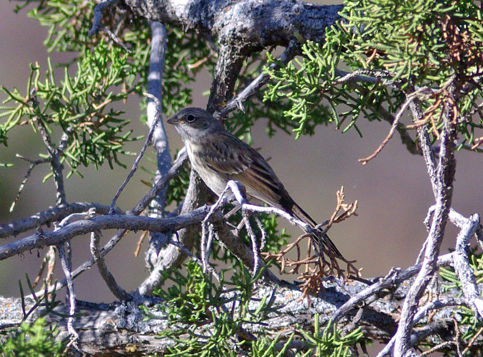 SPARROW, SAGE (5-11-09) juv, carrizo -02
