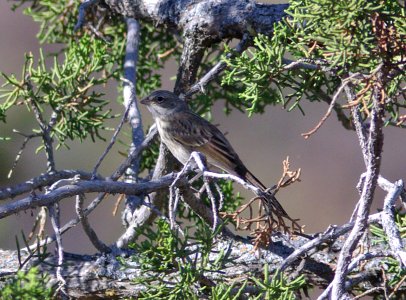 SPARROW, SAGE (5-11-09) juv, carrizo -02
