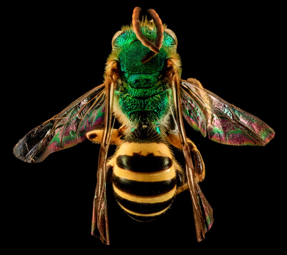 Agapostemon sericeus, M, back, Pr. Georges Co., Maryland 2014-01-20-13.16