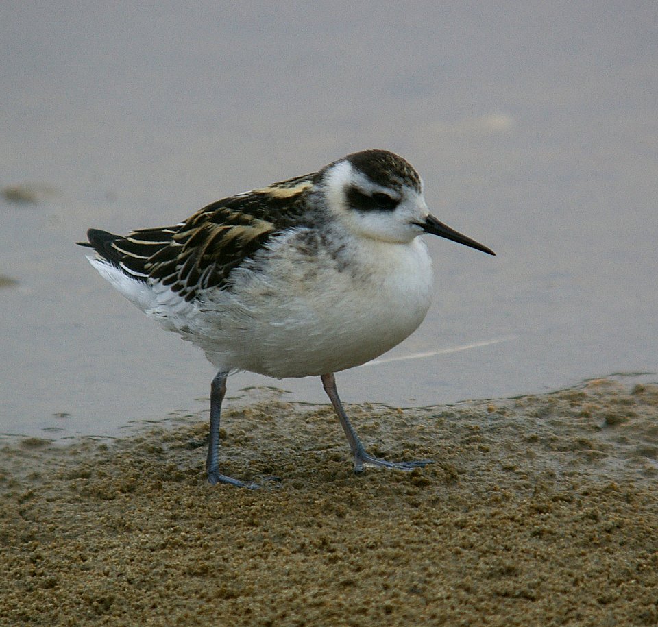 PHALAROPE, RED-NECKED (9-1-06) juv-1