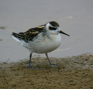 PHALAROPE, RED-NECKED (9-1-06) juv-1