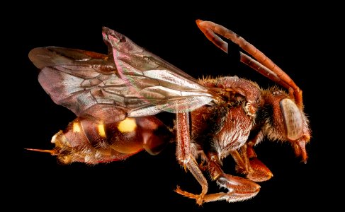 Nomada  maculata, female, side 2012-07-02-16.24