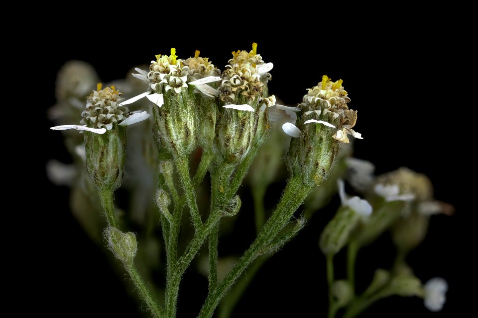 Achillea millifolium, Yarrow, Howard County, Md, Helen Lowe Metzman 2019-10-23-11.58.29 ZS PMax UDR