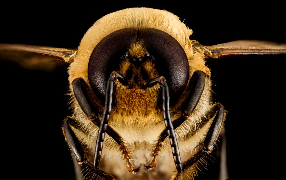 Honeybee drone, m, face, MD, pg county 2014-06-19-17.49.09 ZS PMax