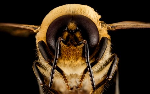 Honeybee drone, m, face, MD, pg county 2014-06-19-17.49.09 ZS PMax