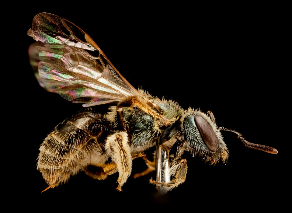 Lasioglossum callidum, F, Side, Charles County, Maryland 2014-10-08-10.08