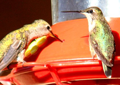 HUMMINGBIRD, RUBY-THROATED (10-19-06)-03