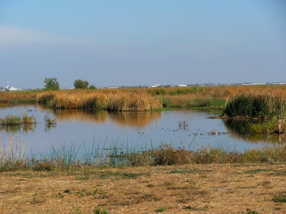 Yolo Bypass Wildlife Area