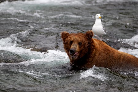 Bear licks chops photo