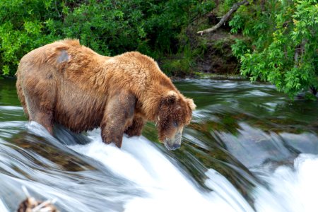 Bear at falls photo