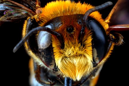 Megachile-lanata,-male-unknown,-face 2012-06-14-15.39.54-ZS-PMax photo