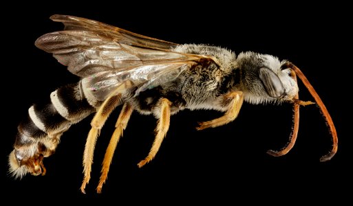 Halictus brunnescens, M, Side, Greece, Aegan Islands, Lesvos, Mytilene 2015-03-06-11.12.16 ZS PMax