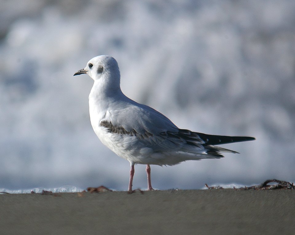 GULL, BONAPARTE'S (11-5-06)