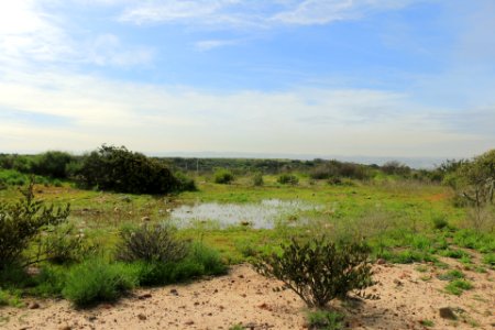 A restored vernal pool in Otay Mesa after winter rains 2018-19 in Southern California