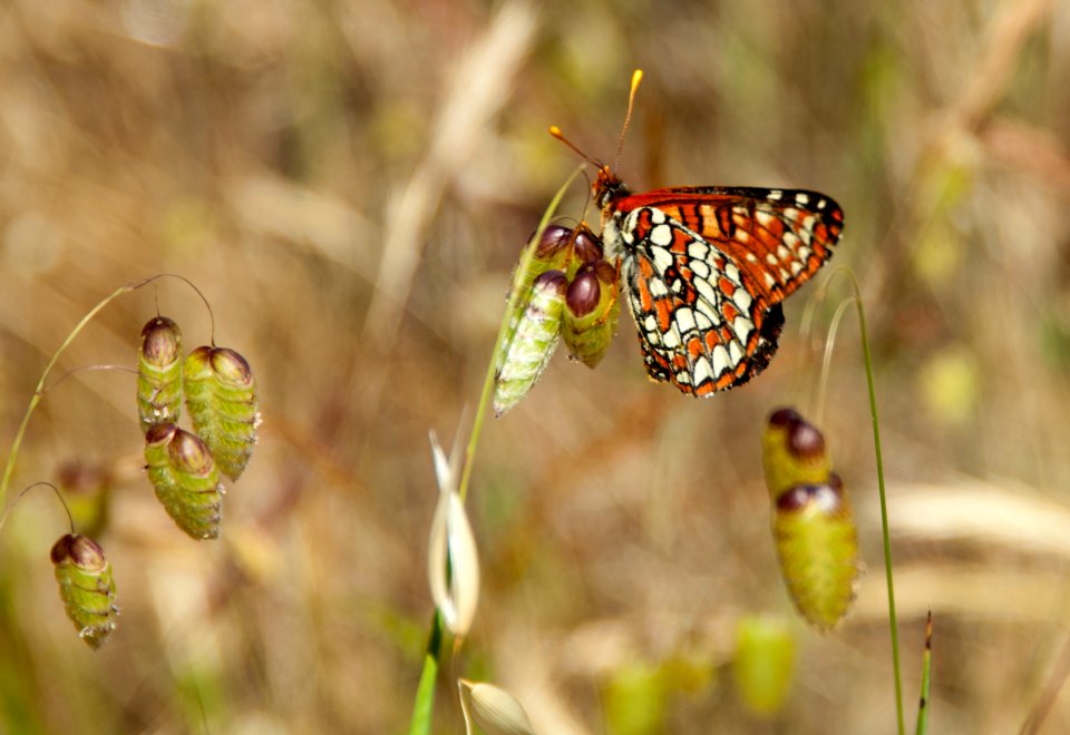 Chalcedon Checkerspot Butterfly