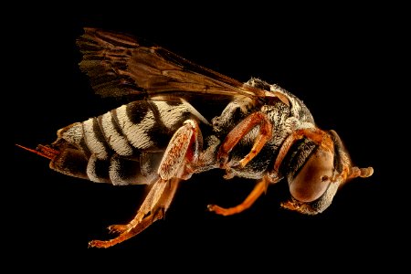 Triepeolus obliteratus, f, right, powerline 2018-11-01-16.56.07 ZS PMax UDR
