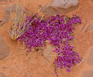 U-411d REDBUD PETALS IN WASH