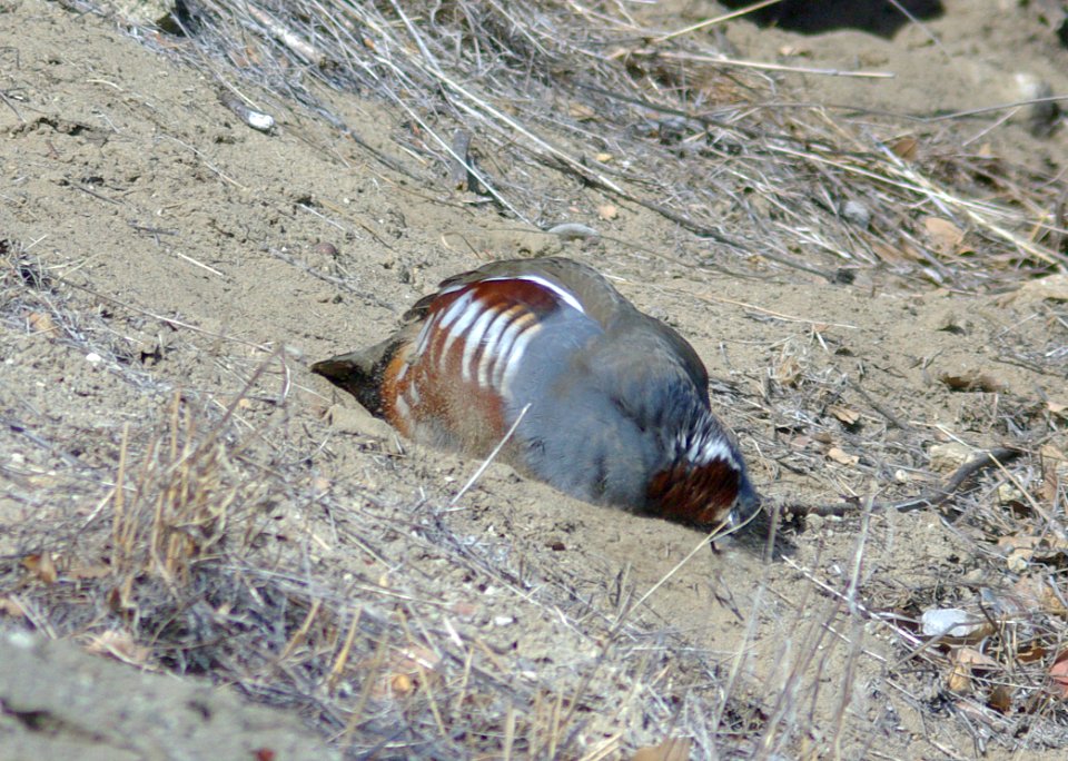 QUAIL, MOUNTAIN (11-23-07) carrizo -5