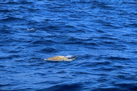 Tucker, an olive ridley sea turtle, swims in the wild for the first time since his rescue photo