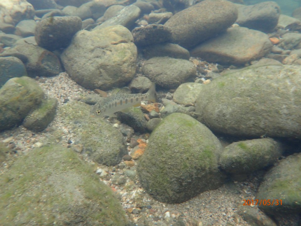 Juvenile Chinook salmon in Clear Creek swims over rock