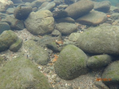 Juvenile Chinook salmon in Clear Creek swims over rock