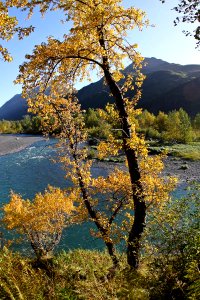 Cottonwood splendor