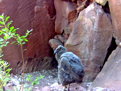 California condor chick #871 at seventy days old.