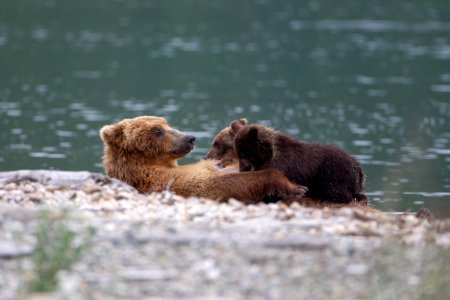 Bear nursing photo
